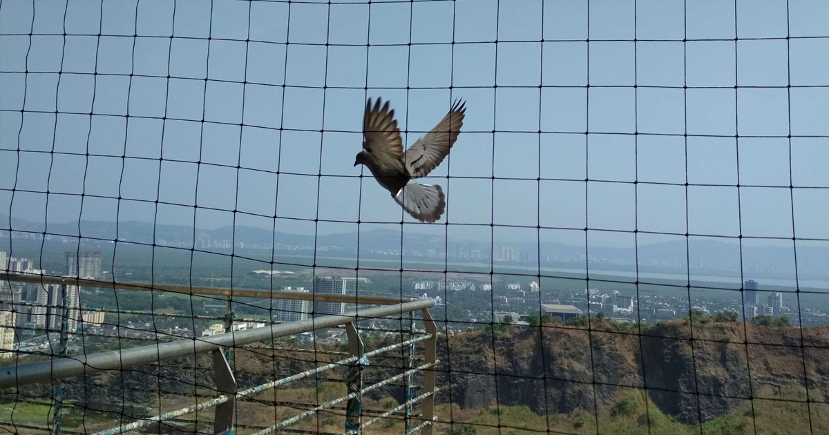 Pigeon Control in Juhu